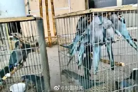 两人出售人工繁育鹦鹉获刑3年 法院：非法出售珍贵、濒危野生动物图片
