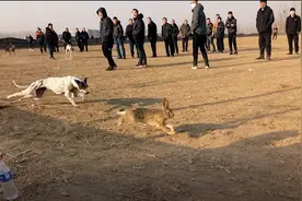 河间赛狗赌博追踪：沧州市政法委书记批示严查，已抓获4名嫌疑人图片