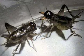 寻踪济南玩家（四）玩蛐蛐结缘黑伯龙杨大林讲述老济南斗蟋往事图片