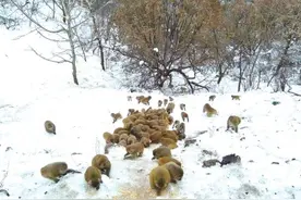 冬天一到，只要护林员一声吆喝 九里沟的猕猴就携家带口跑来聚餐了图片
