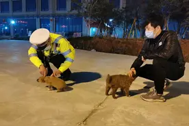 流浪狗“赖”上执勤交警，暖心交警带回收养图片