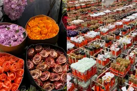 玫瑰花价格暴涨 花商：从业以来从没见过花价涨得这么离谱图片