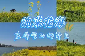 趁春光！打卡湘江河畔油菜花海图片