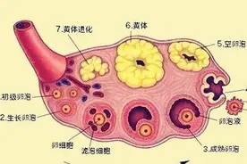卵泡长大了，但是排不出来，是怎么回事？图片