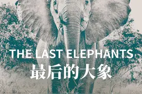 偷猎背后，非洲大象的“长牙基因”正在消失图片