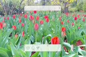 “郁”见春天 青岛胶州植物园四月中旬将迎来郁金香盛放图片