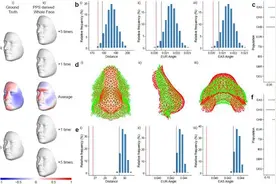 亚洲人、欧洲人为何长相不同？复旦、中科院团队最新成果揭示东亚面部性遗传进化机制图片