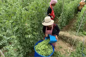 武定县：荷兰豆变身“黄金豆”图片