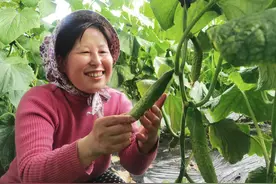 “头茬”地产黄瓜上市了图片