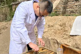甘肃礼县：卫生院里的黑蜂“医生”图片