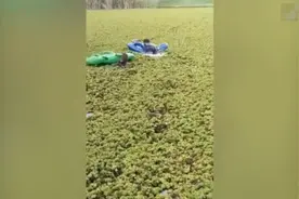 狗狗被困杂草丛生的湖里，澳两男子暴雨中用充气鳄鱼营救图片