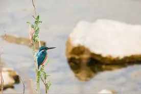 可爱的小精灵，羽色艳丽多彩的小翠鸟图片