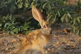 案例新视角 | “ 狗撵兔”？两人受刑罚！图片