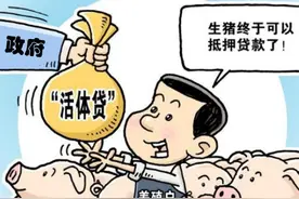 生猪贷、家鱼贷、宅基贷……这些抵押物在广清接合片区也能贷到款图片