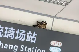 成都地铁回应燕子在进站口筑巢：不会转移鸟窝，将定时清理鸟粪图片