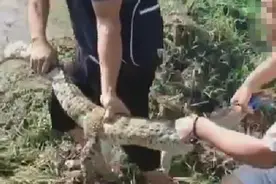 四川宜宾6条失踪鳄鱼已全部寻回，此前网传暴雨外逃至金沙江图片