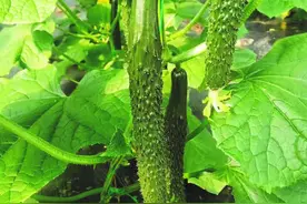 天元区智慧农业结“硕果”亩产万斤顶呱呱图片