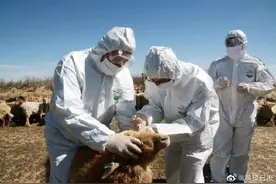 我国自主研发的布鲁氏菌基因缺失标记活疫苗首发上市图片