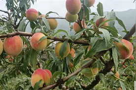 新晃新村：“千亩桃园”成熟季 邀你来采摘图片