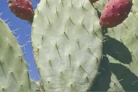 未来喂养全人类的超级作物现曙光？图片