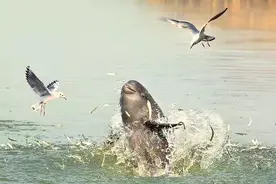 中国故事|鄱阳湖的“双面绣”视频封面