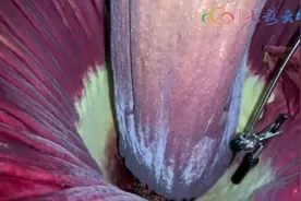 时隔五年，西双版纳热带植物园巨魔芋再次绽放图片