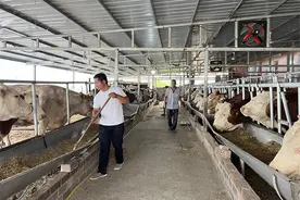 河南禹州90后小伙返乡创出“牛”事业图片