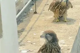 青岛一小区多只猛禽出没毫不避人，居民：鸽子都吓跑了图片