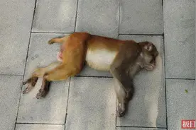 南京第二只流浪猴小区内被捉，救援人员：疑似有人放生图片