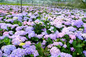 遇见绣球花，在贵阳相约一场绝美盛夏图片