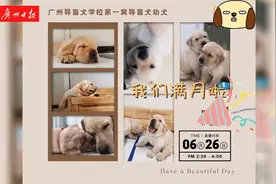 导盲犬宝宝满月啦！学会了走路、吃饭图片