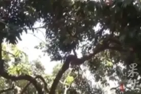 男子路边摘3颗荔枝被要求赔80元，果农称偷摘一颗最少赔500图片