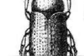 【动植物检疫】科普 | 植物“心腹之患”——小蠹图片