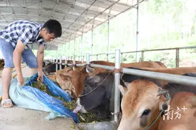 廉江这位“牛人”，以养牛创业，带动周边农户增收致富图片