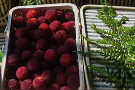 钱塘江·寻味江南丨杨梅里的诗词图片