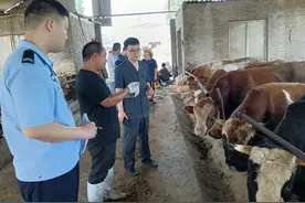 “活封”4000头牛，盘活1亿元资产，真“牛”图片