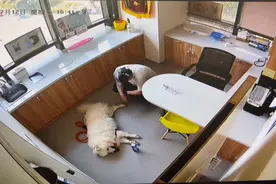 小心！它们也会中暑图片