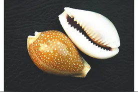 海南周刊 | 懂螺、玩螺、吃螺……海南人为什么喜爱这神奇的动物？图片