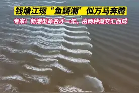 钱塘江现“鱼鳞潮”似万马奔腾，专家：新潮景命名才一年，由两种潮交汇而成图片