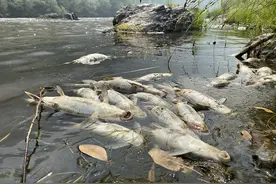 美国加州山火不断，河流内惊现大量死鱼图片