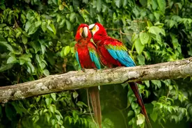 生物多样性｜鹦鹉和海藻、橡树、长颈鹿等物种面临灭绝危险图片