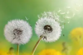 蒲公英的“最佳搭档”或找到，常泡水喝，身体或会出现这些变化图片