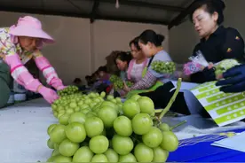 阳光玫瑰葡萄再跌神坛！实地探访产地：今年最低四五块一斤，种植户称三年价格腰斩图片