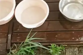 无锡农场遇旱：以前雨多到不用浇地，今年连根茎发达的南瓜都枯萎，错过最佳育苗期图片