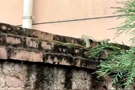 巷道内惊现大蛇 甘肃清水交警上演“捕蛇记”图片