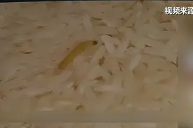 米桶里的米虫从何而来？专家：数量较少时洗去即可食用图片