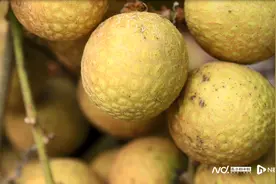 世界首个龙眼与荔枝杂交新品种在广州诞生！取名“脆蜜”图片