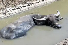 差点灭绝的“上海水牛”，缓缓走来了图片