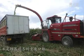 新疆阿勒泰市：青贮玉米收割忙 备足牛羊“冬口粮”图片
