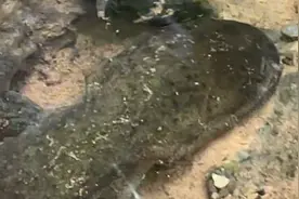 “小娃娃鱼”！湖北襄阳发现濒危物种巫山北鲵